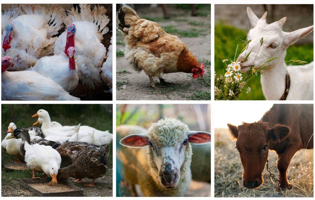 día mundial de los animales